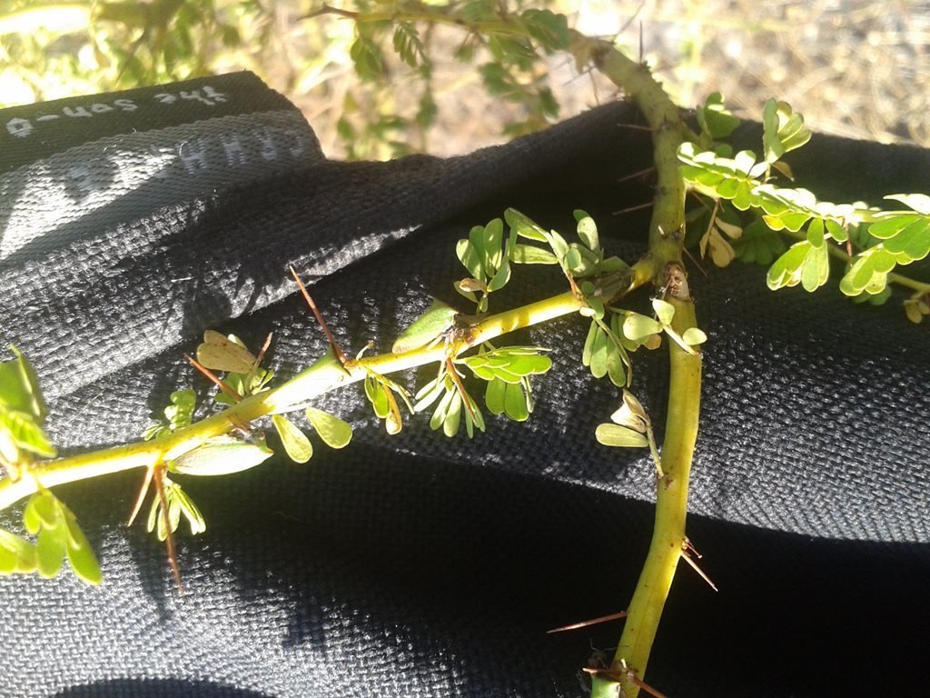 Green Treehopper from 2008 Old Bunbury Road, Waroona WA 6215, Australia