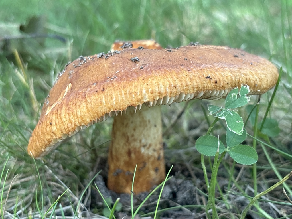 Russula mutabilis from Willowdale Golf Course, Scarborough, ME, US on