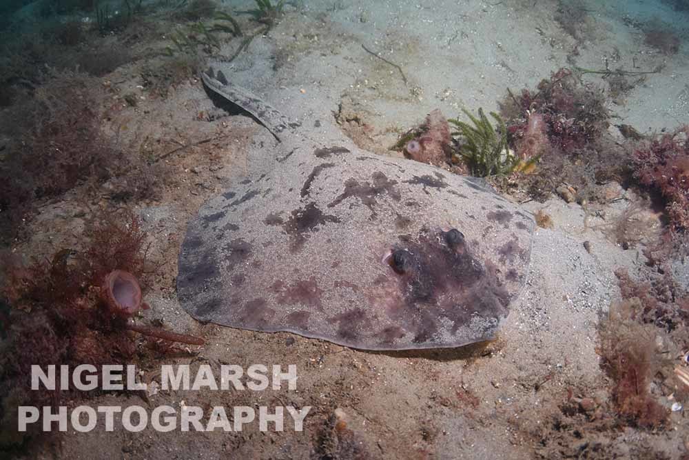 Thornback Skate from Victoria, Australia on March 02, 2016 at 0936 PM