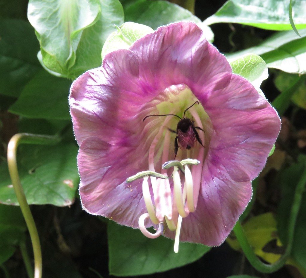Campanas de catedral, Campana morada (Plantas Prioritarias y