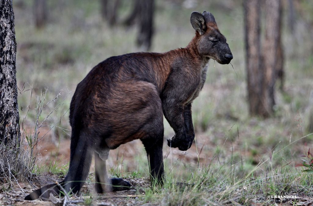 Eastern Wallaroo (Mammals of Winton) · iNaturalist