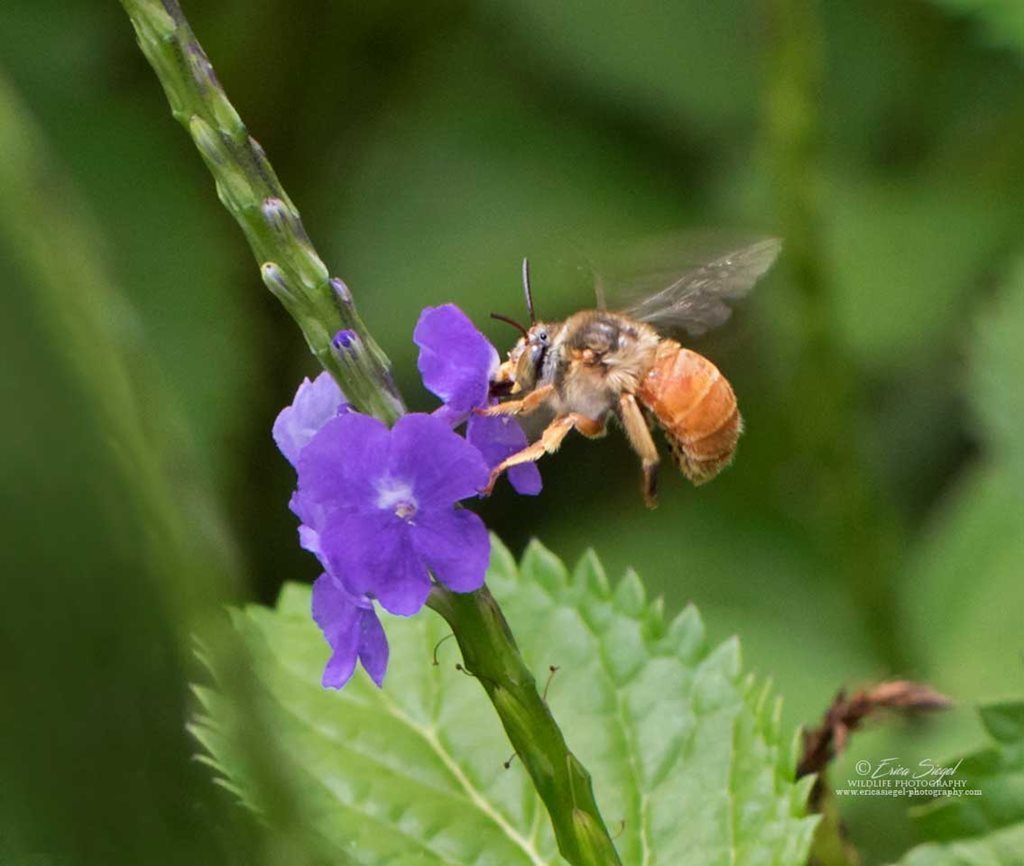 Amegilla rhodoscymna from 612 West Mt.Cotton Rd Mt Cotton 4165 Qld