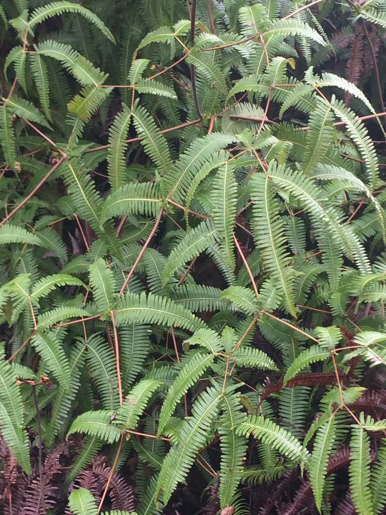 Dichranopteris Linearis Nama Lokal Dicranopteris