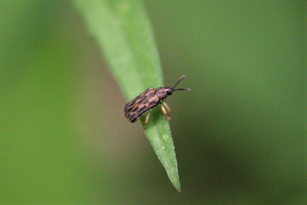 Unequal Tortoise Beetle from Laurel Greene, Columbus, OH, USA on June 5