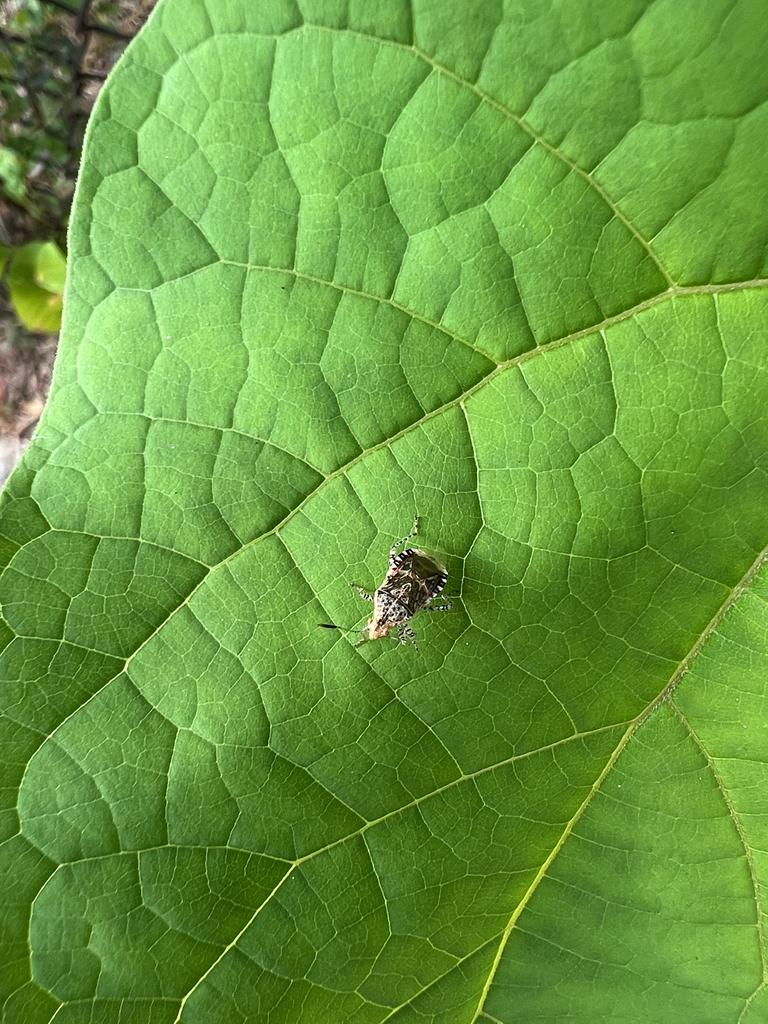 Hibiscus Scentless Plant Bug from 12th Pl NE, Washington, DC, US on