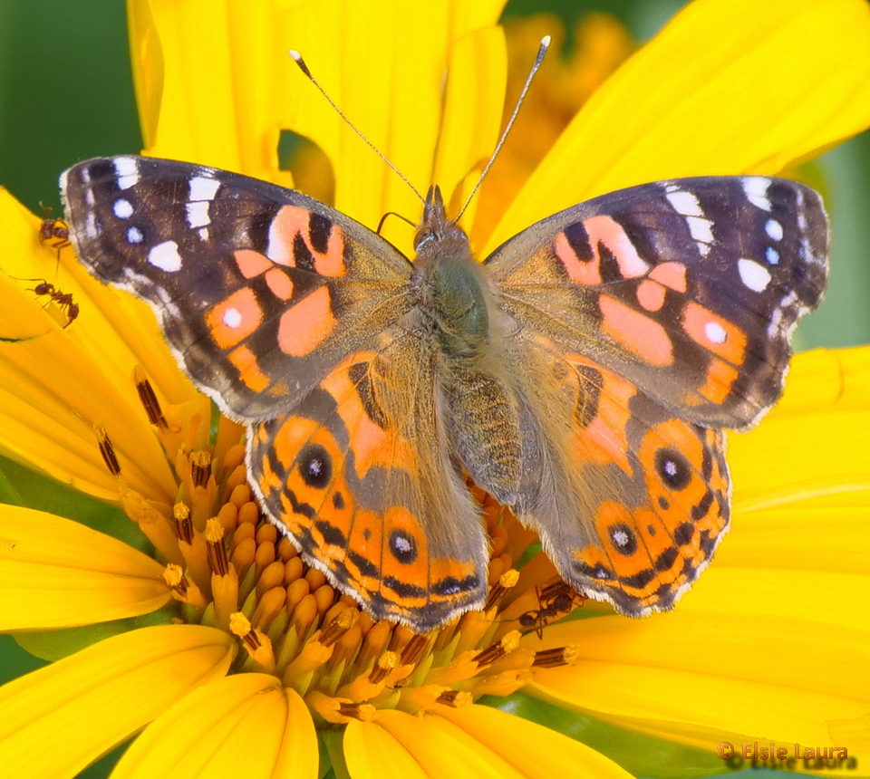 vanesa amazónica (Mariposas de Jardín, Antioquia) · iNaturalist(09)