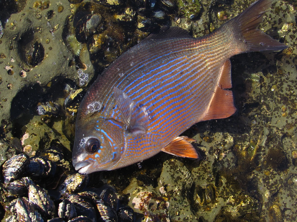 Striped surfperch (Gwaii Haanas Kelp Forest & Rocky Reef Project (a