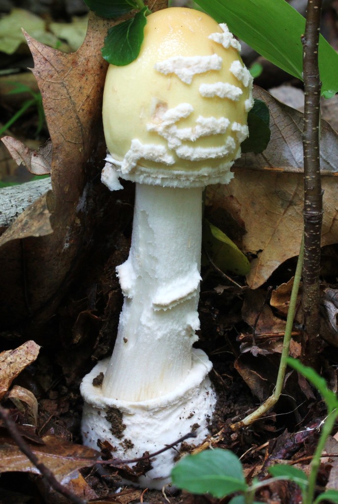 Great FunnelVeil Amanita (Siuslaw Model Forest Bioblitz September 17
