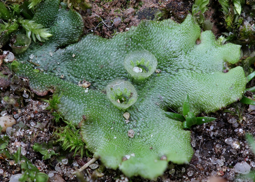 common liverwort (Biodiversity WSU Pullman) · iNaturalist