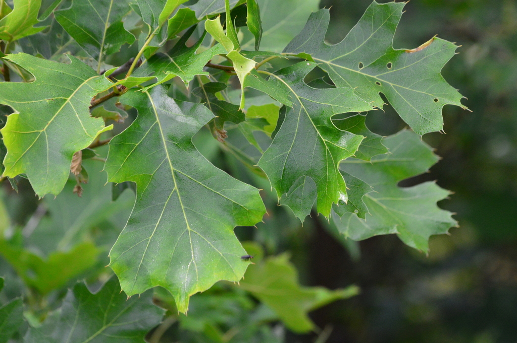 black oak (How To Identify The Common Native Trees of North America