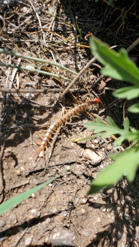 Common Desert Centipede from Colorado Springs, CO 80928, USA on August