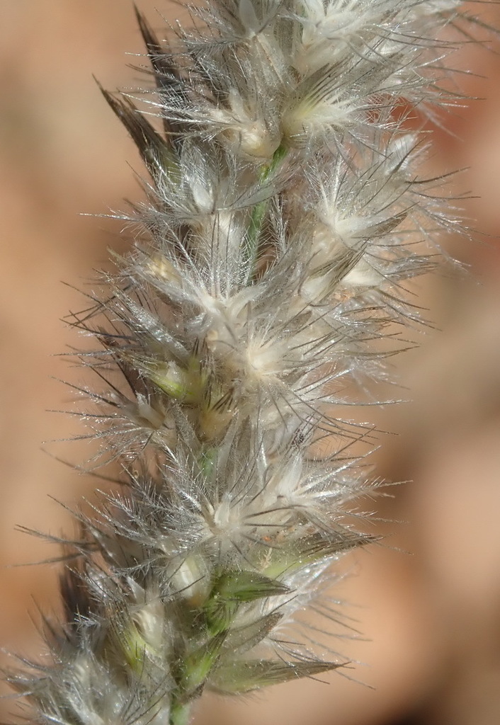 Bottlebrush Grass from Klipspringer Trail, Baviaanskloof, Western