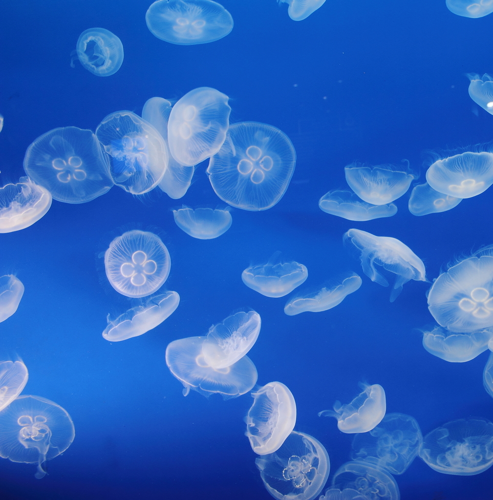 Moon Jellyfish (sideview) (Jellyfish of New Zealand) · iNaturalist