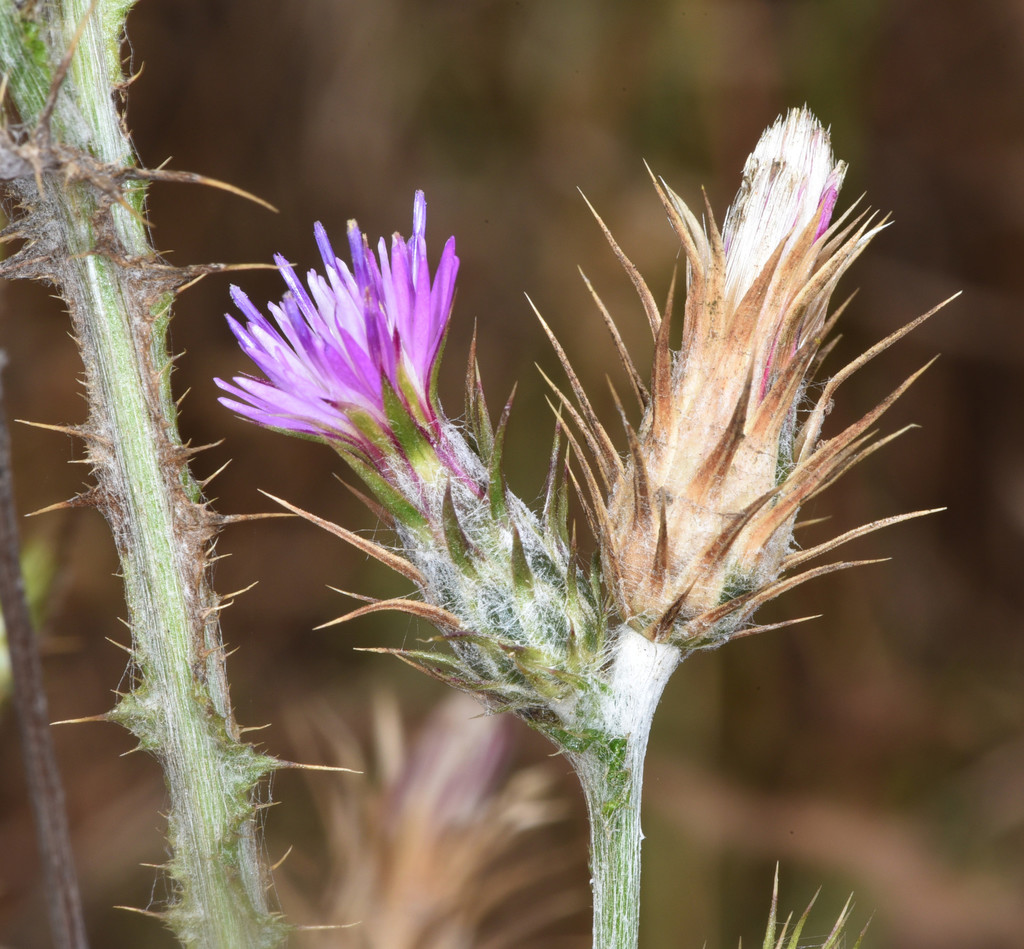 Italian thistle (SSU Copeland Creek invasive plants ) · BioDiversity4All