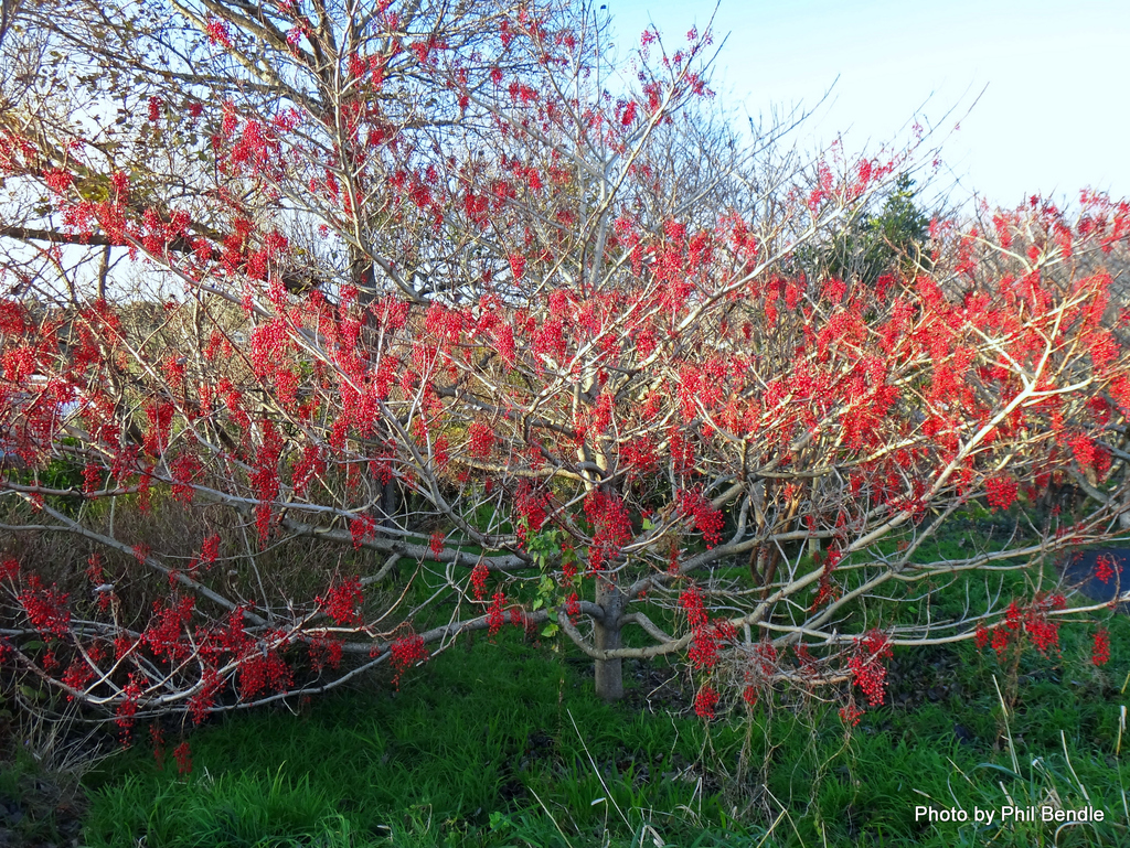Wonder tree from Waimea St, New Plymouth on July 20, 2016 at 0918 AM