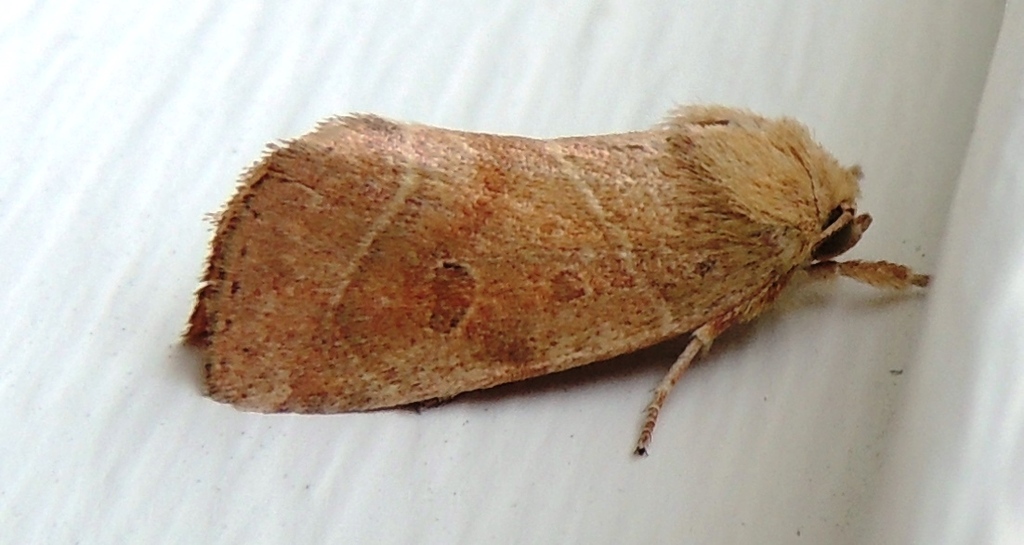 Noctuid Moths SF Bay Area Moths) · iNaturalist