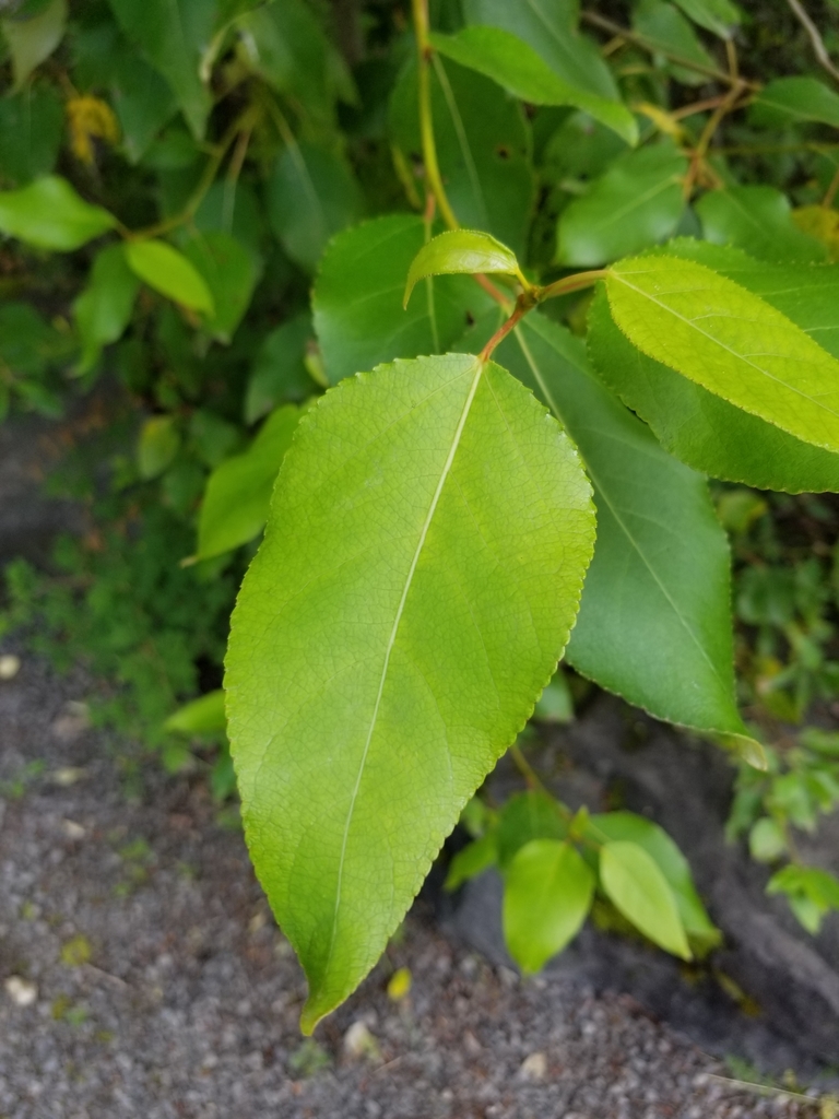 black cottonwood (Edible Plants of the Greater Portland Metro Area