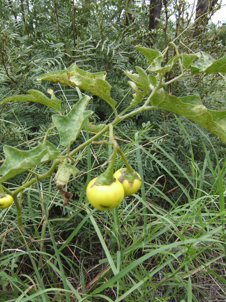 Carolina (Invasive Plants of Maryland) · iNaturalist