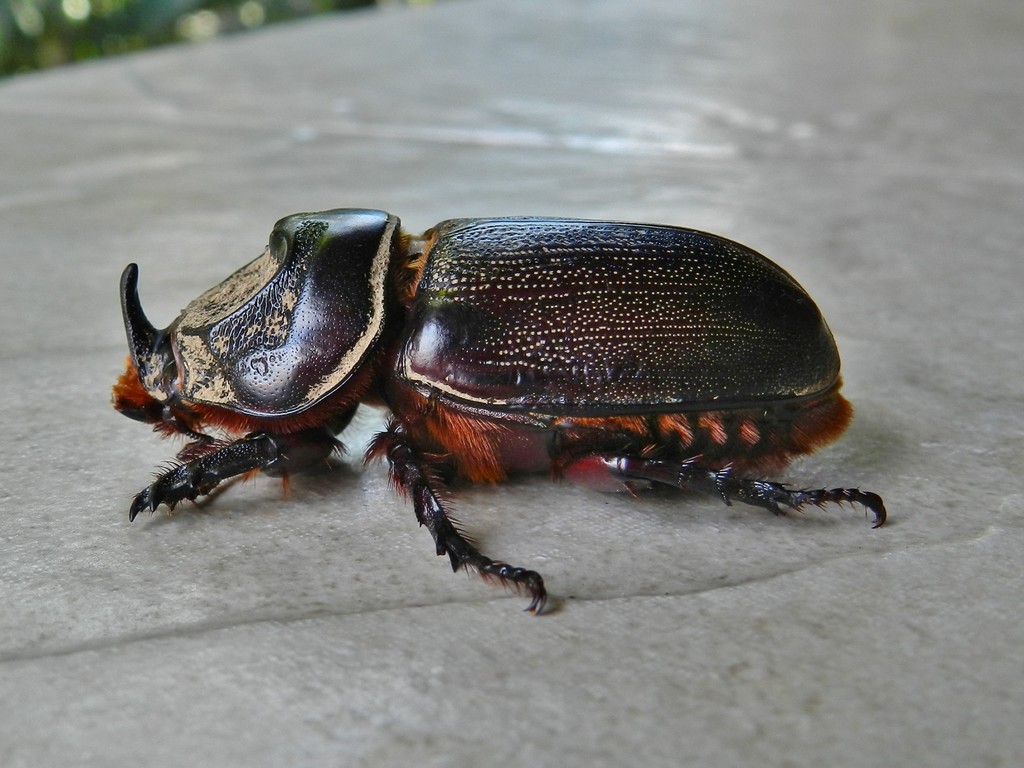 Coconut Rhinoceros Beetle (Field Guide To Beetles Of Mauritius
