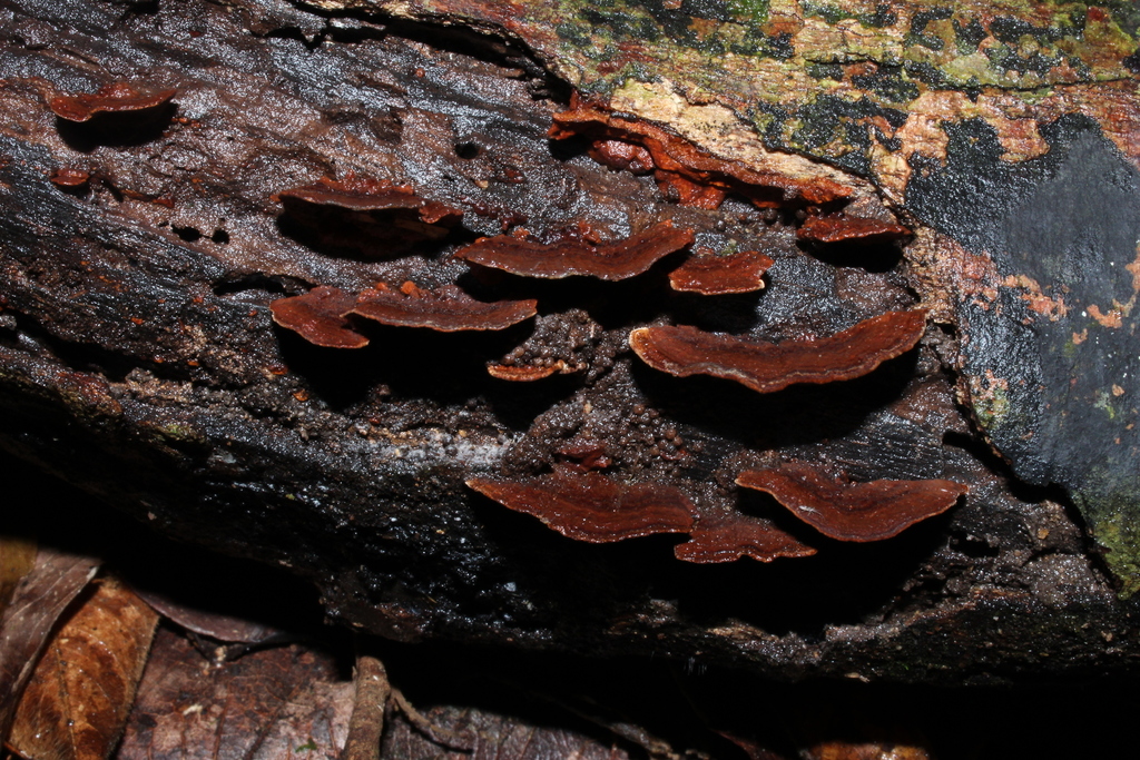 Mustard Yellow Polypore (A guide to the fungi of Austin and Travis