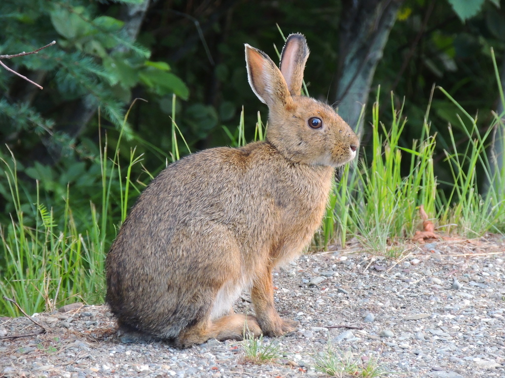 Snowshoe Hare (Mammals of Sherburne National Wildlife Refuge) · iNaturalist