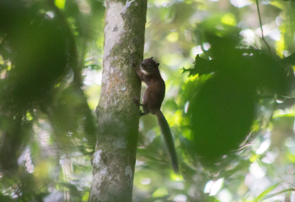 Andean Squirrel from Andes, Antioquia, Colombia on September 27, 2024