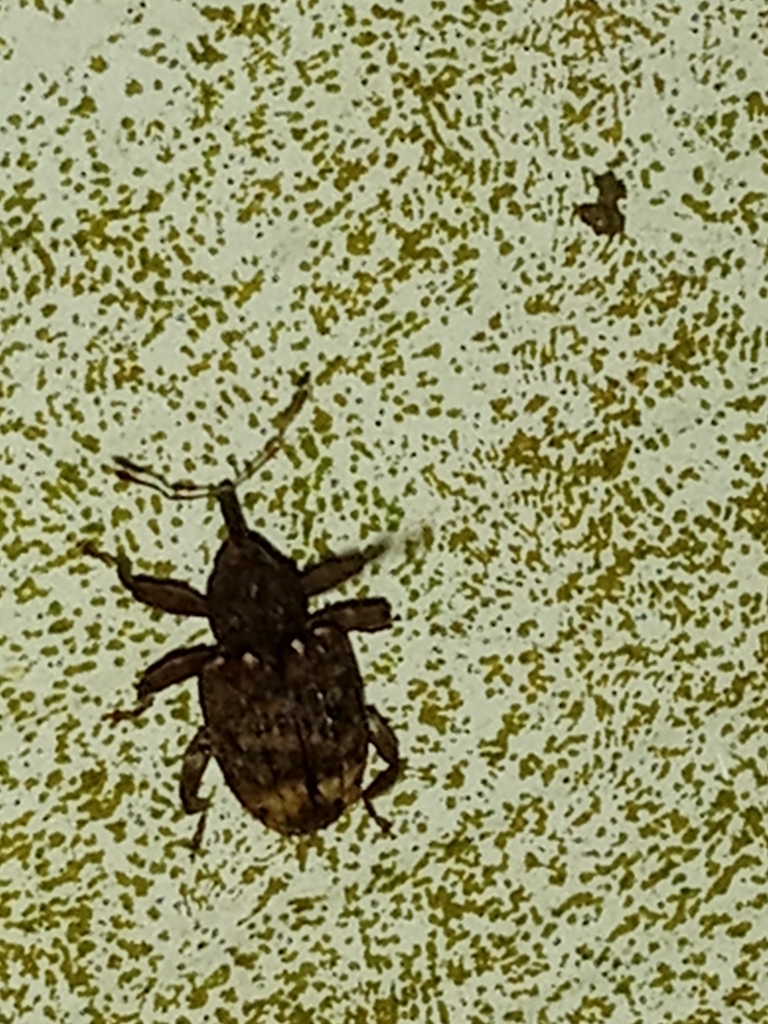 Oak Curculio from Pell City, AL 35128, USA on September 30, 2024 at 09