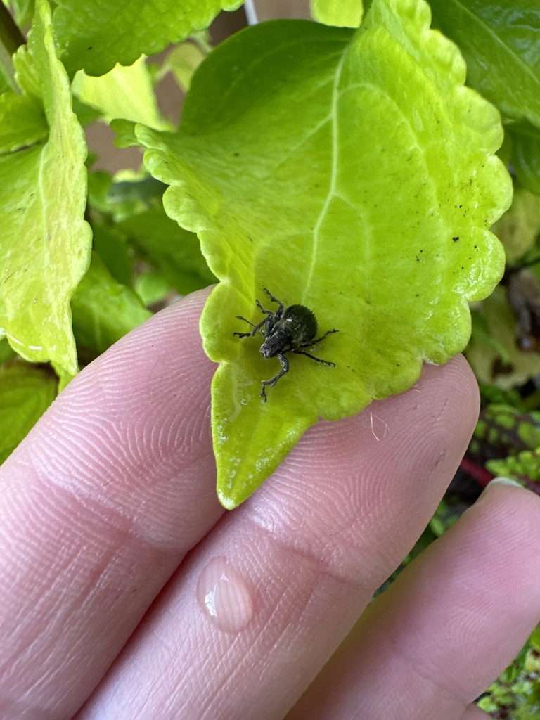 Naupactus from Regency Dr, Central, SC, US on October 3, 2024 at 0630