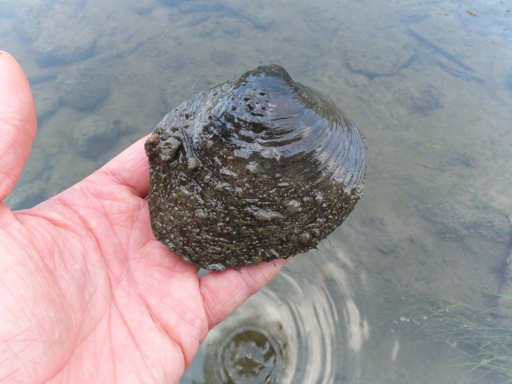 Purple Wartyback (Mussels of the Upper Green River, KY) · iNaturalist