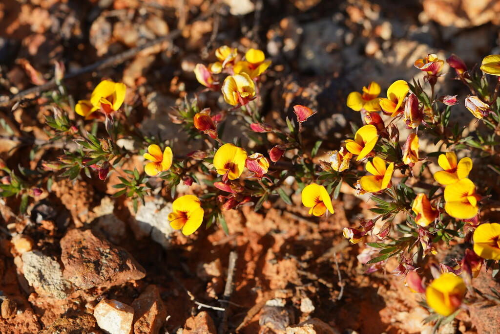 reiner, 2024, Matted Bush-Pea Pultenaea pedunculata, https://www.inaturalist.org/observations/245699170