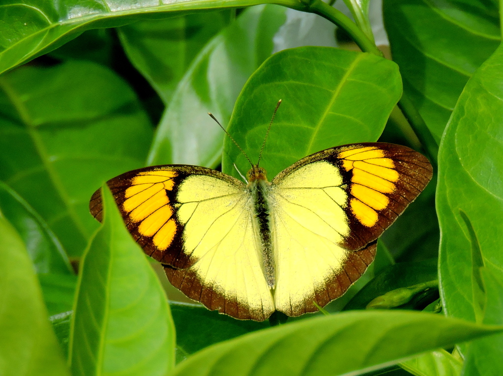 Yellow Orange Tip (Butterflies of Bangalore) · iNaturalist