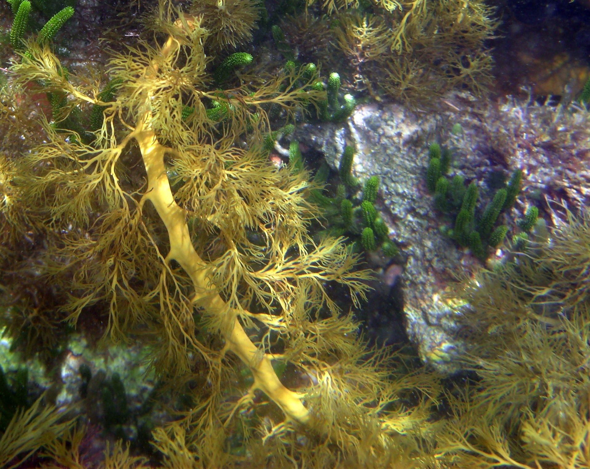 Brown Seaweed Sp. (Cystophora moniliformis) Tomahawk, Tasmania