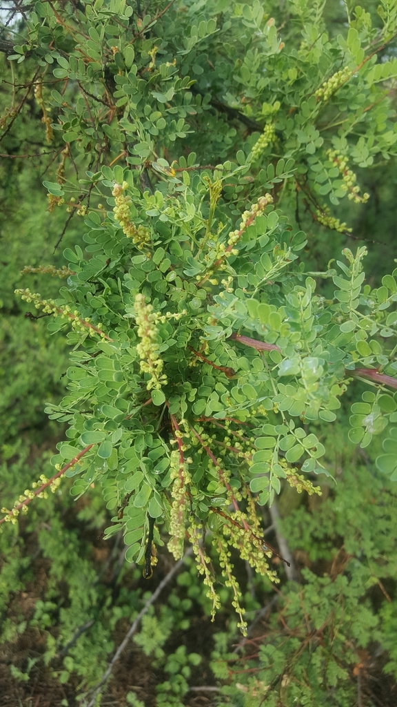 tesota desde Lueders, TX 79533, USA el lunes, 08 de julio de 2019 a las