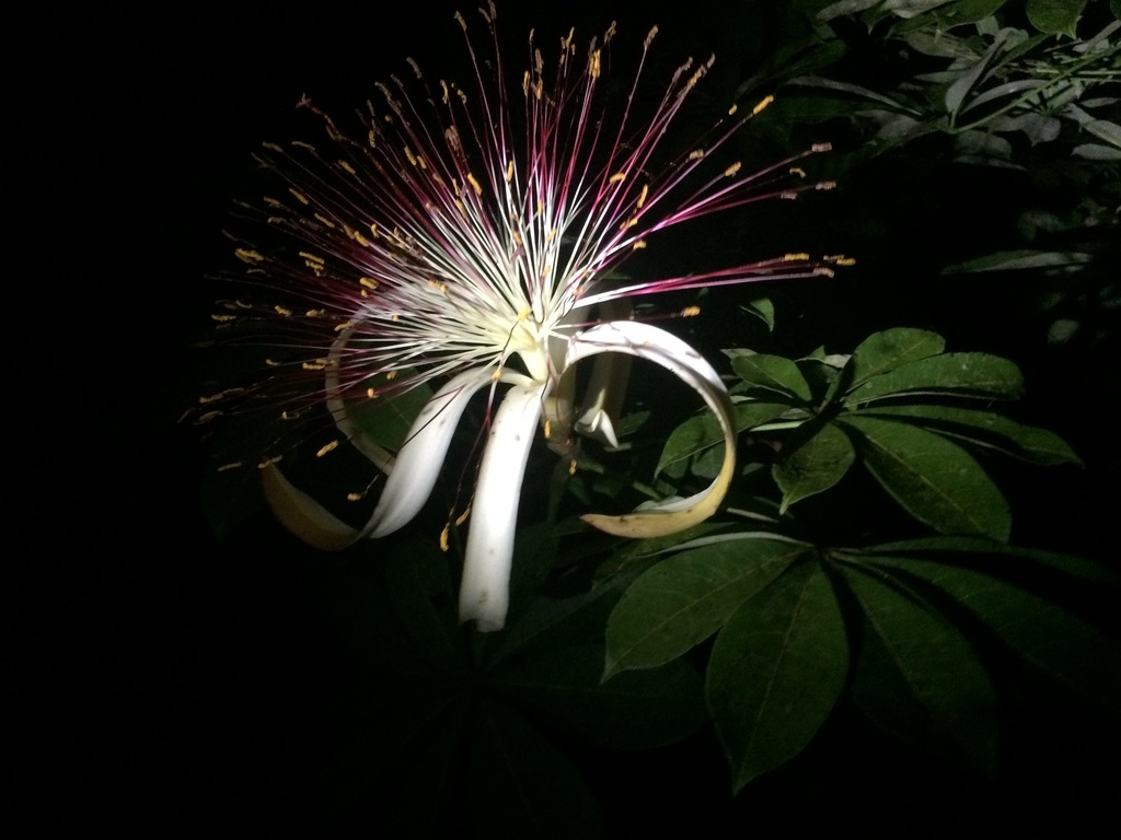 Zapote de agua (Biodiversidad de Puntilla) · iNaturalist