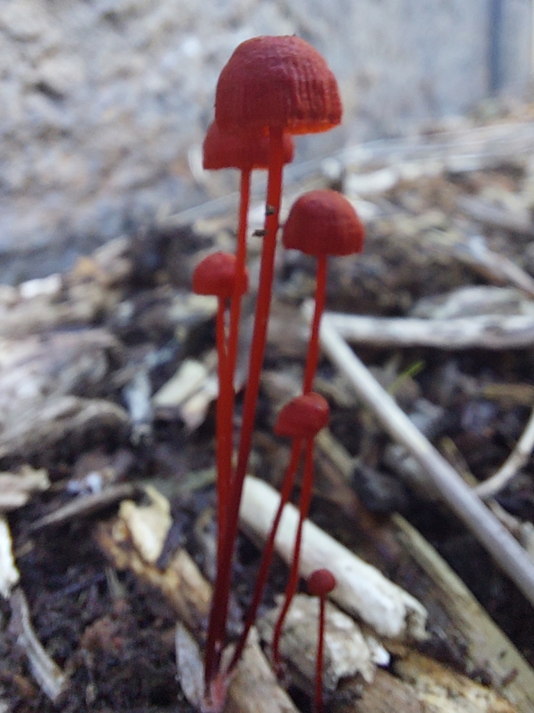Mycenaceae from Neerim South Post Office/Main Neerim Rd, Neerim South