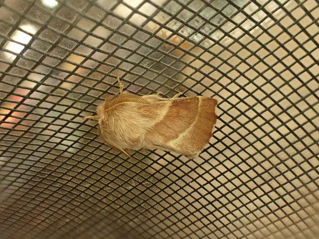 Western Tent Caterpillar Moth from Flathead County, MT, USA on August 4