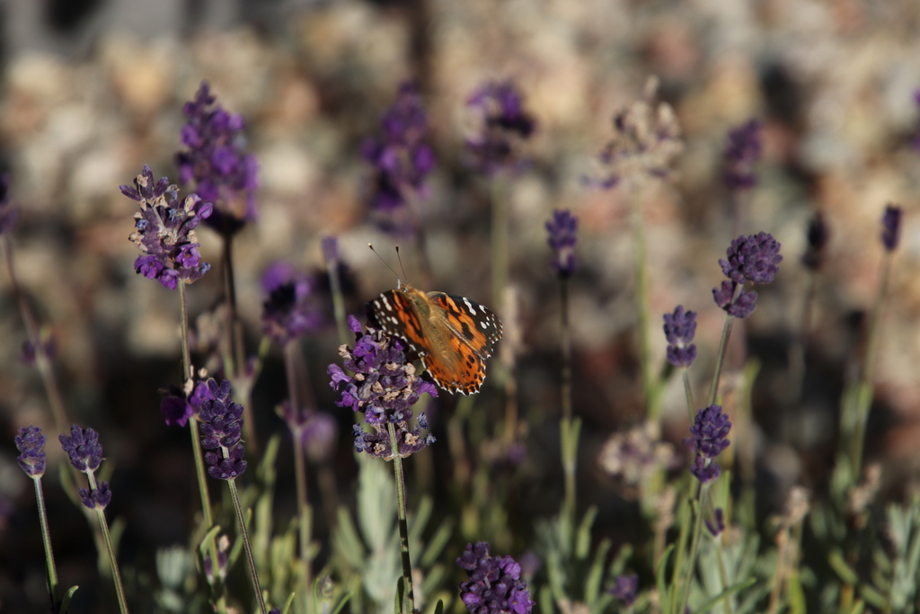 Painted Lady from La Veta, CO 81055, USA on October 25, 2024 at 0413