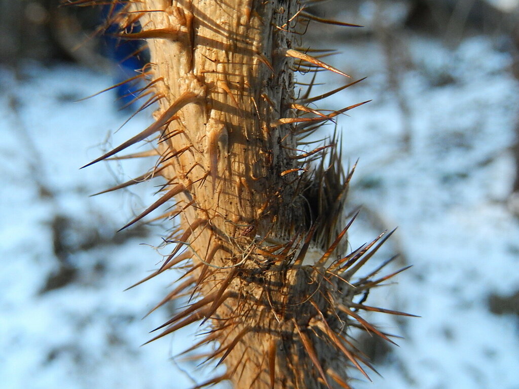 Devil's Club from Anchor Point, AK, USA on October 26, 2024 at 1117 AM