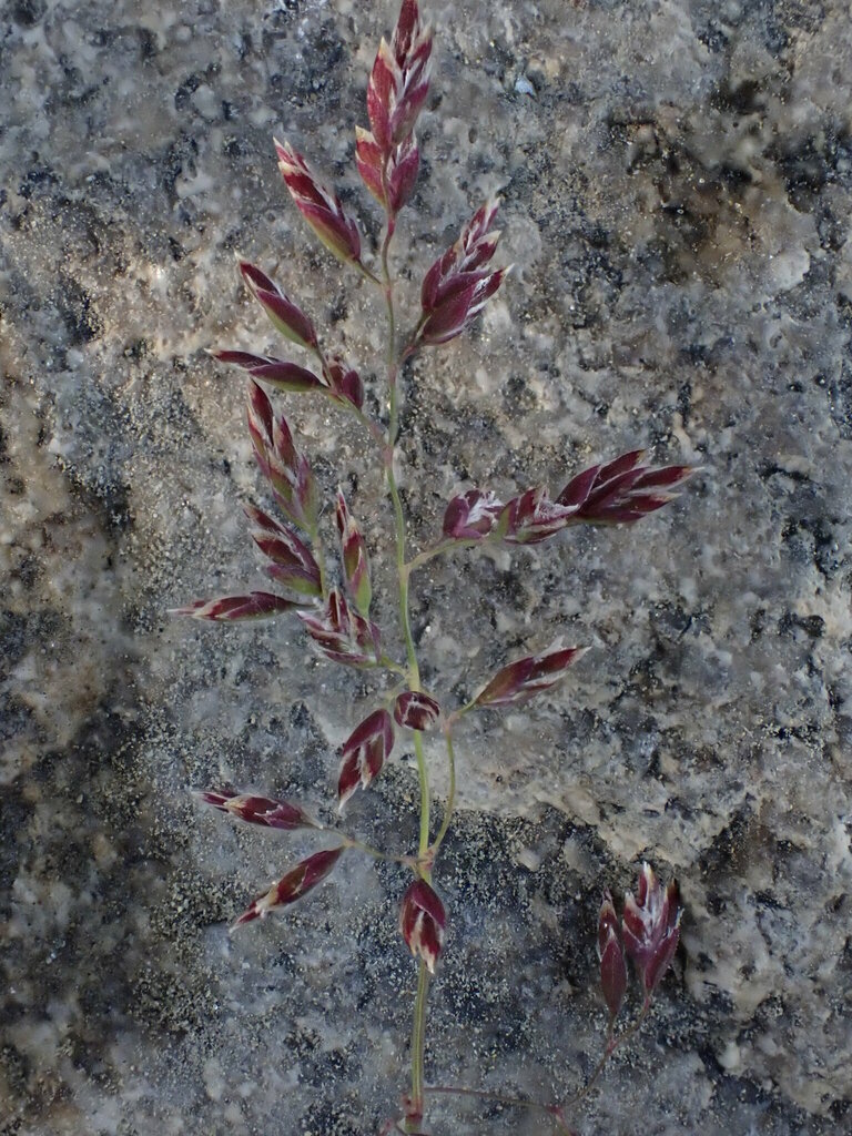 Smooth Meadowgrass from Carmacks, YT, Canada on June 24, 2024 at 0610