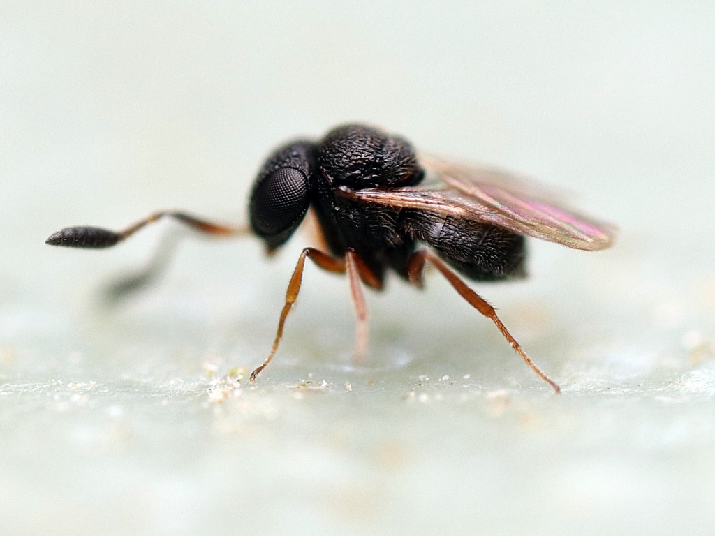 Gryon from Ruawai, New Zealand on October 13, 2024 at 0743 AM by Tom