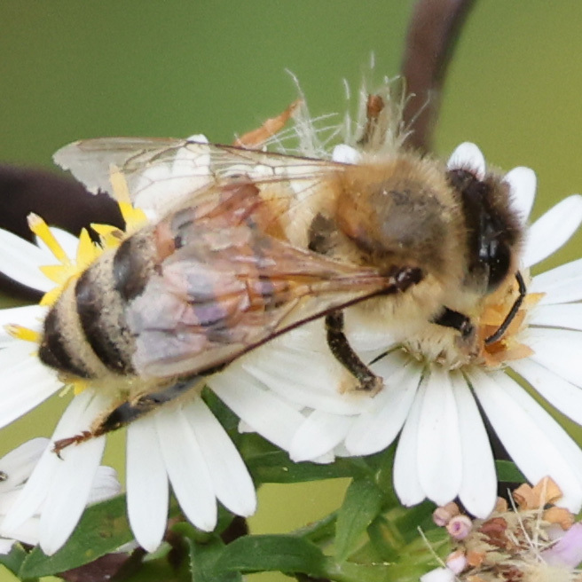 Join our pollinator experiment and get a free native plant