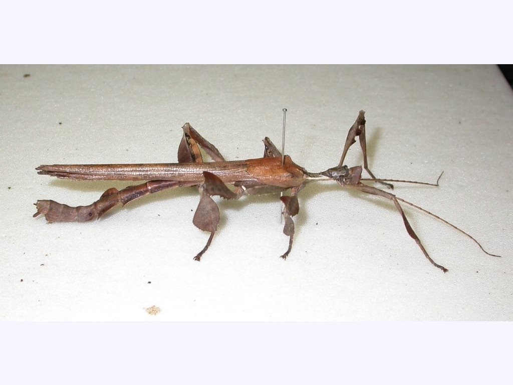 Spiny Leaf insect from LOT 1 STOCK Route Alleyway, Hervey Range QLD