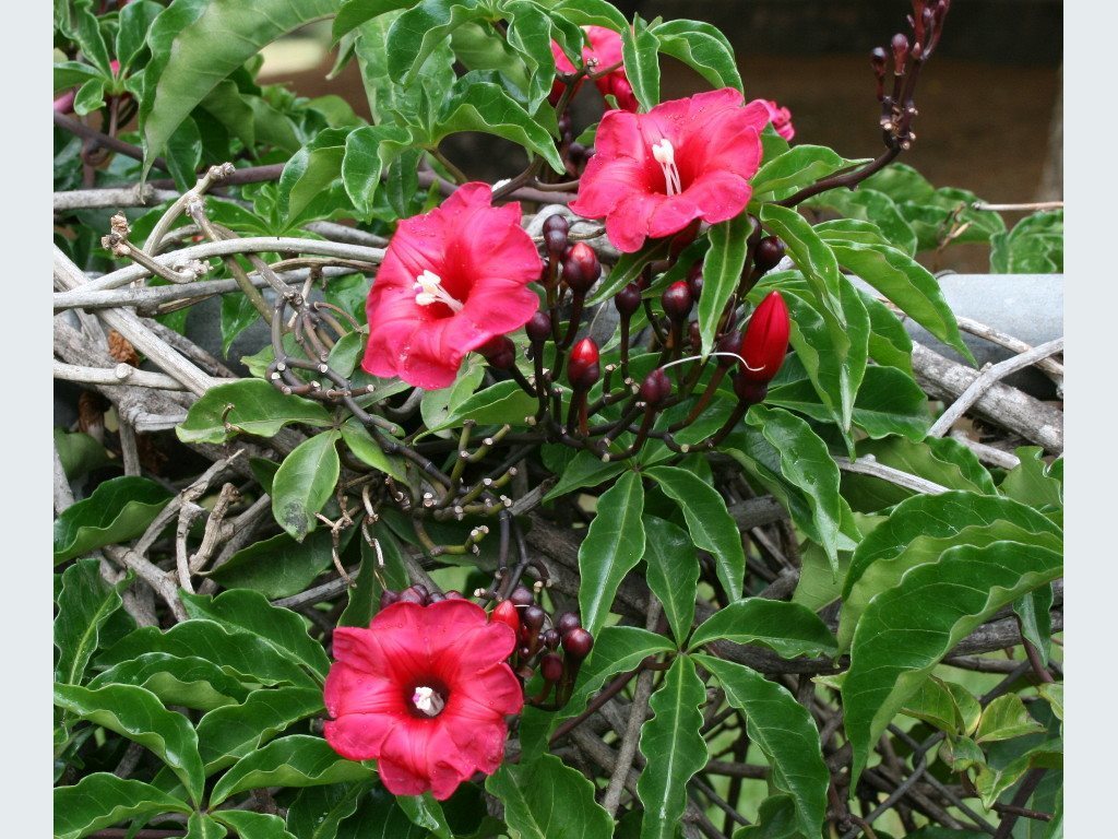 Cardinal creeper from LOT 2 Wellington Street, Mundingburra QLD 4812