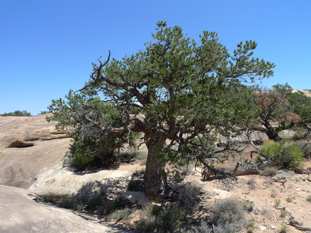 Colorado Pinyon (Native Trees of Wasatch Front) · iNaturalist