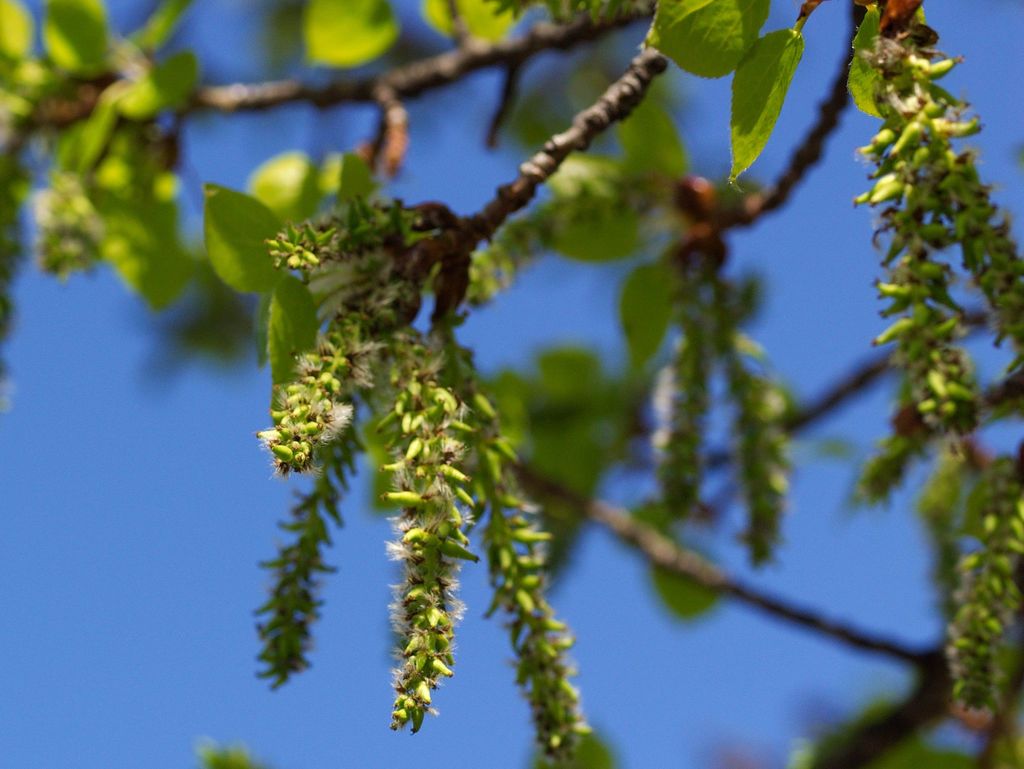 Balsam poplar (Populus balsamifera) (Trees and Shrubs of Spring Beauty