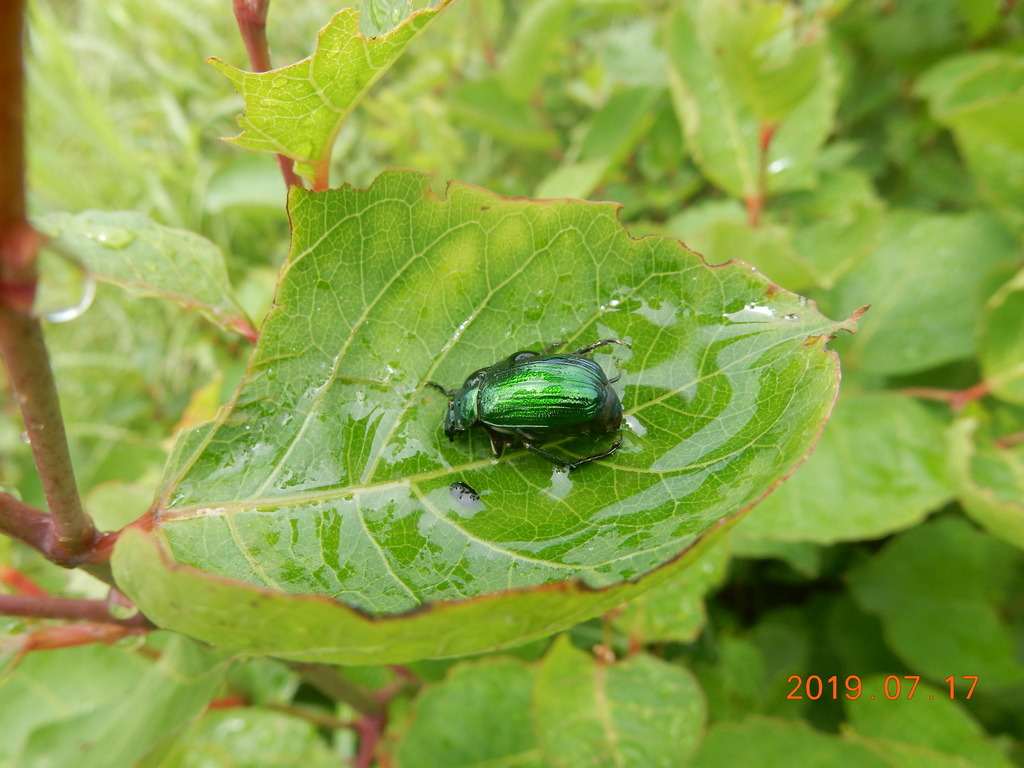 Soy Bean Beetle from Nakamatsu, Minamiaso, Aso District, Kumamoto 869