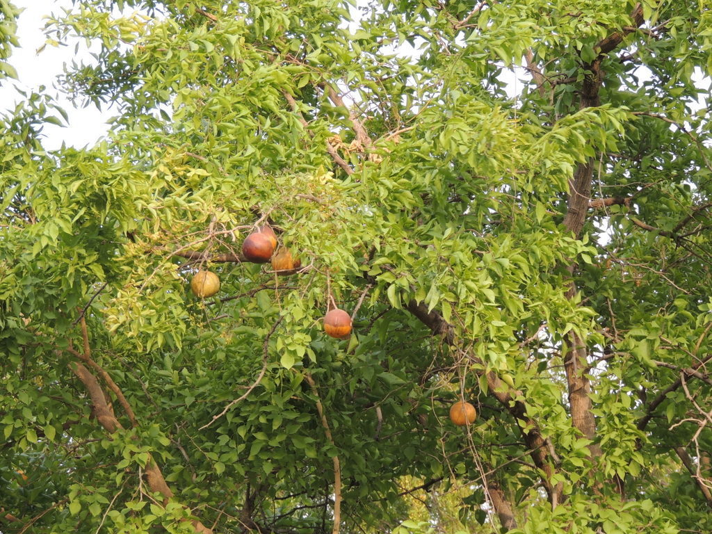 bengal quince (Plants of Lumbini ) · iNaturalist