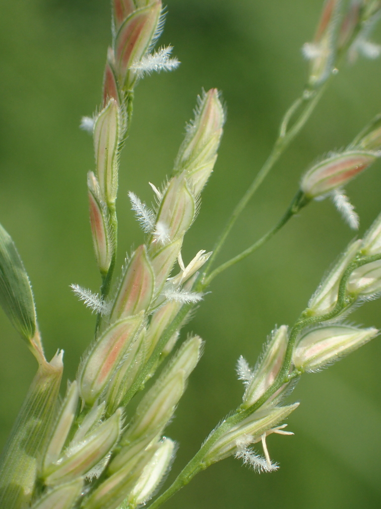 Native rice grass (Grasses of Southern Africa) · BioDiversity4All