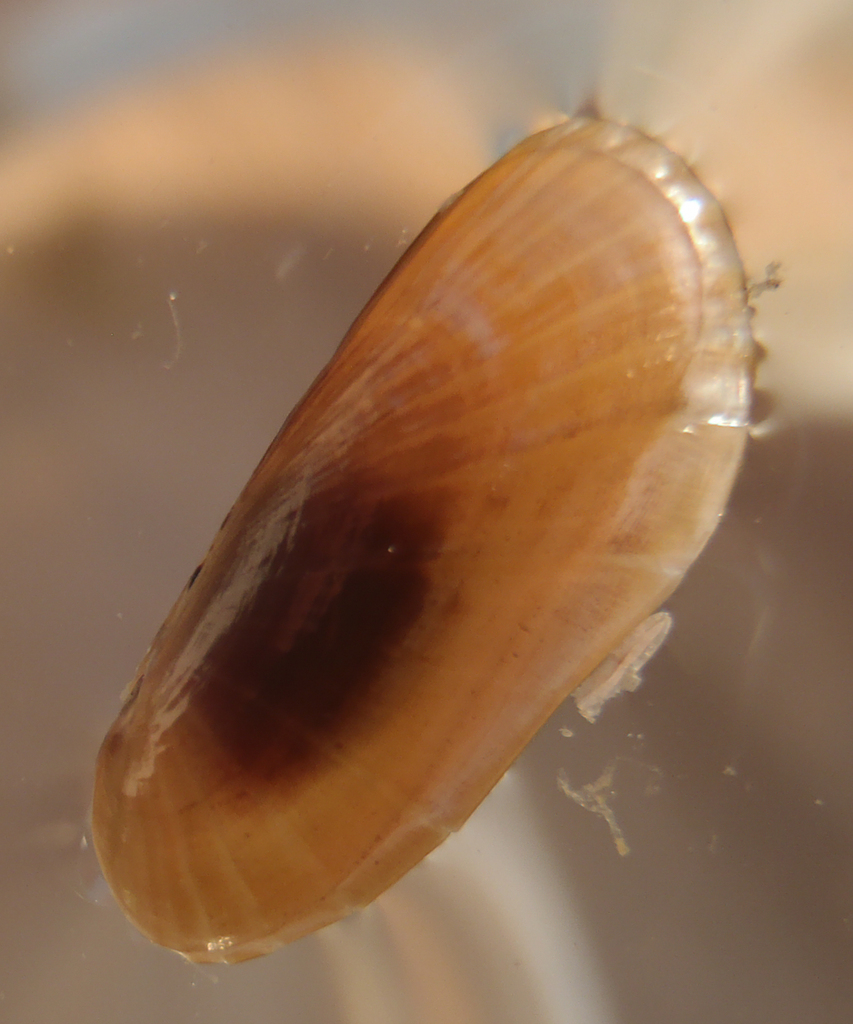 Swimming Clam (Mollusks Of the Outer Lands) · iNaturalist