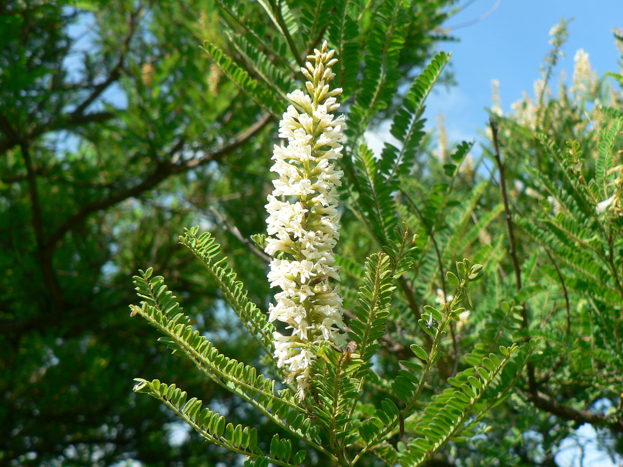 St. Versammeln Alkohol palo azul planta Abenteurer Sanft Kilometer
